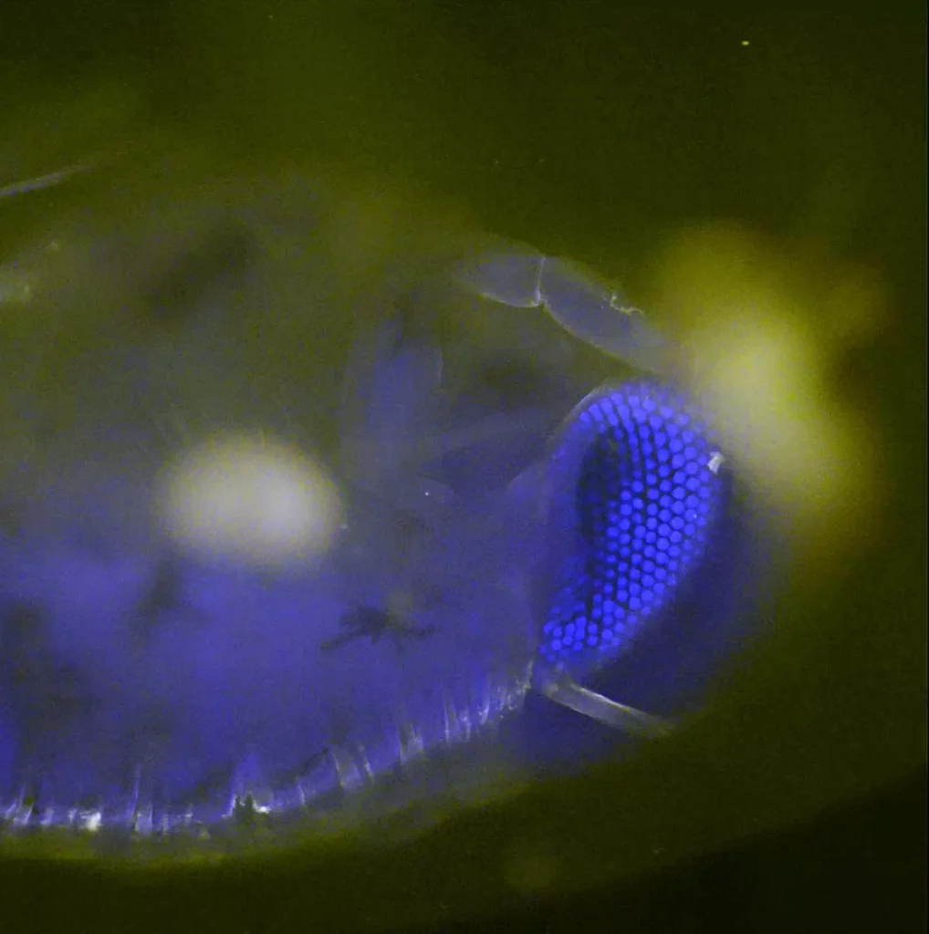 Complex structure of the eye of a hyperiid, a tiny shrimp-like crustacean (Manu Prakash / Stanford University)