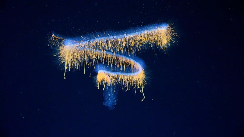 Seen at 552m, this is thought to be an undescribed genus or even from a new family of physonect siphonophores (ROV SuBastian / Schmidt Ocean Institute)