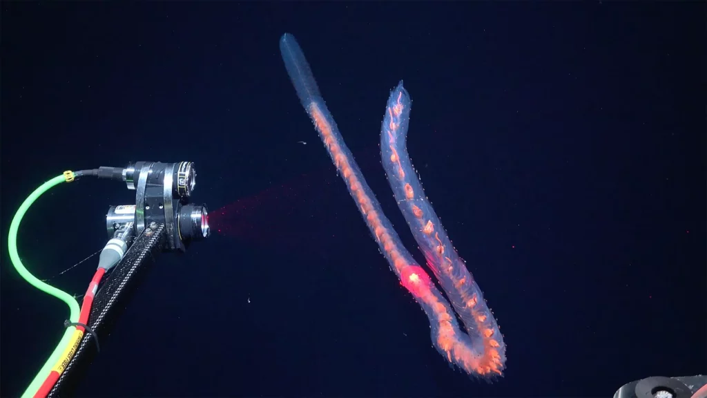 Another siphonophore is scanned using DeepPIV at a depth of 930m (ROV SuBastian / Schmidt Ocean Institute)