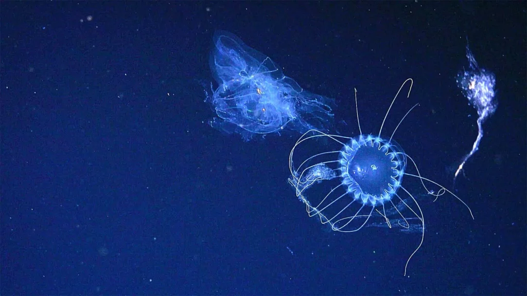 A Solmissus or dinner plate jellyfish preys on a comb jelly (ROV SuBastian / Schmidt Ocean Institute)