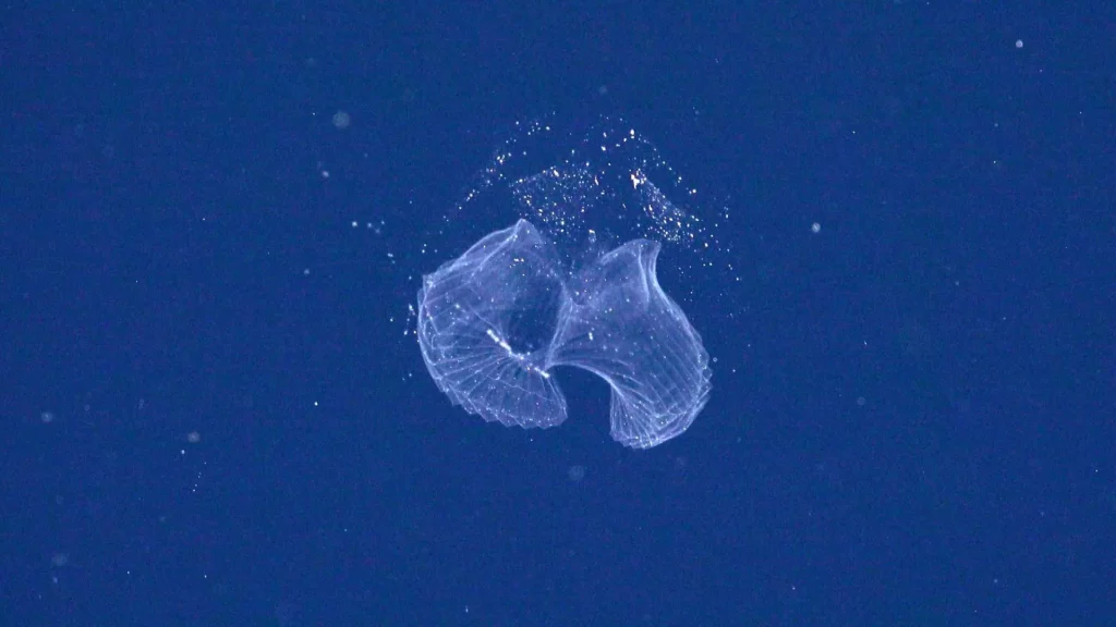 A larvacean drifts in midwater - this transparent tunicate is new to science (ROV SuBastian / Schmidt Ocean Institute)