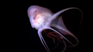 A large female Haliphron atlanticus octopus consumes a jellyfish at 800m. This species of octopus is rarely seen alive (ROV SuBastian / Schmidt Ocean Institute)