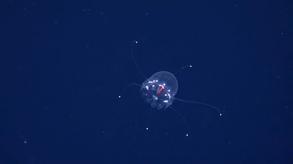 New crown jelly species from the genus Atorella - only six species are known to science, and their gonads are arranged very differently to this one (ROV SuBastian / Schmidt Ocean Institute)