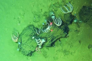 Fragmented cetacean skeletal remains in the Diamantina Trench (Global TREnD, IDSSE)