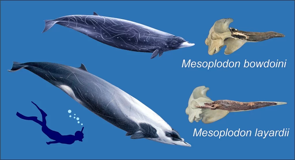 Living deep-diving species Andrews' beaked whale and the strap-toothed whale are among cetaceans identified in the Diamantina Trench (Te Papa Collections / G Bianucci)