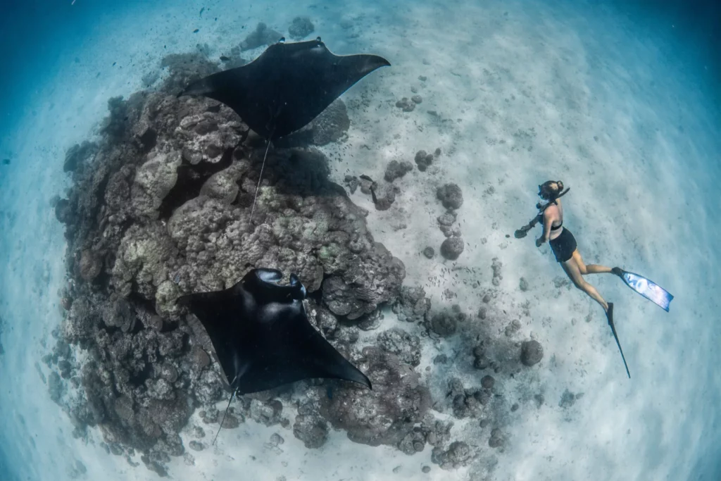 Freediver and reef manta (Simon Hilbourne)