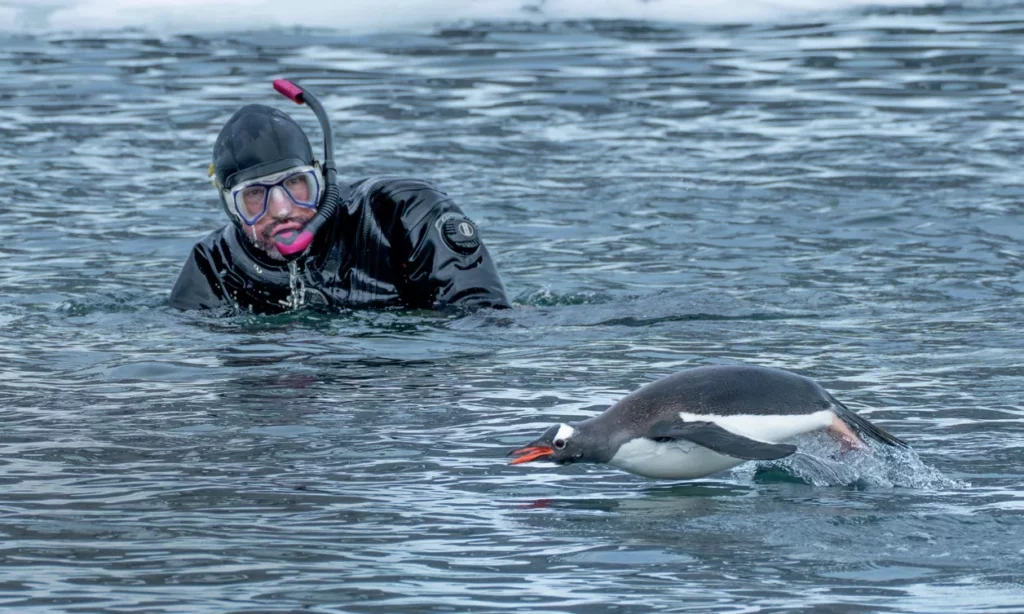 A Gentoo penguin leaping out of the water in front of a scuba diver.