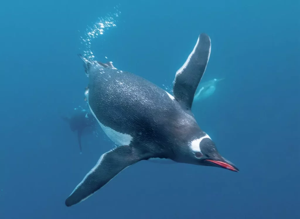 swimming-underwater A flock of fast-moving Gentoo penguins swimming through the clear blue ocean.