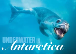 An adventurous exploration of Underwater Antarctica featuring icebergs and diverse marine wildlife.