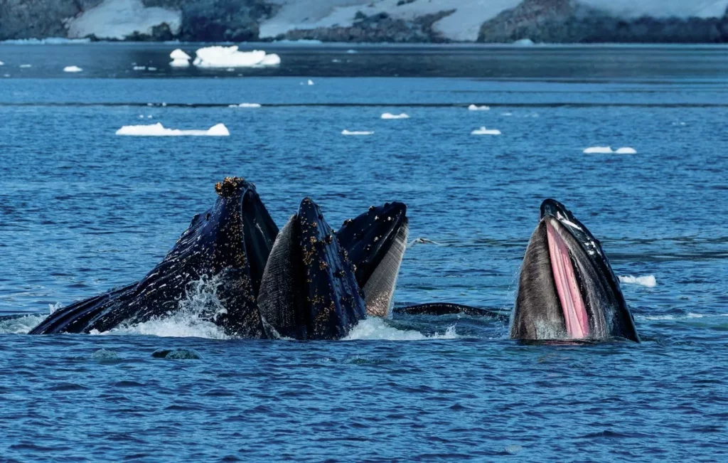 Humpback whales surface-feeding using bubble nets in polar waters.