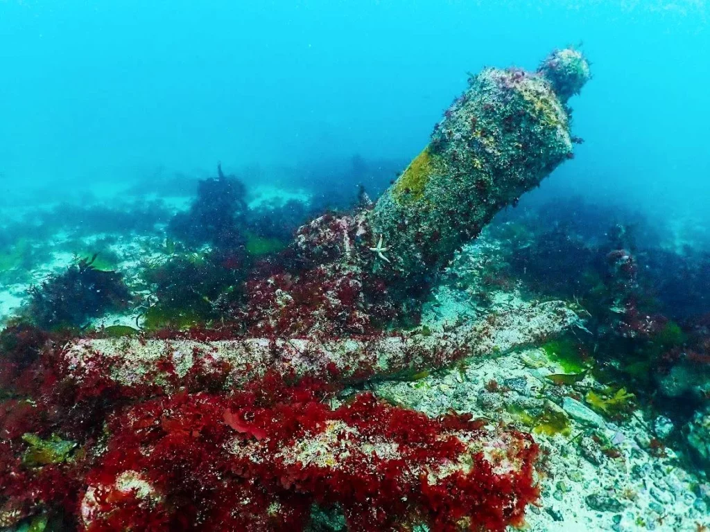 Iron cannon covered in marine life 2 (CISMAS)