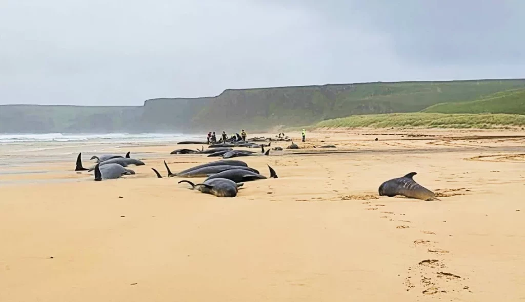 Why pilot whales strand: Clues hidden in their skin 1 Isle of Lewis stranding (SMASS)