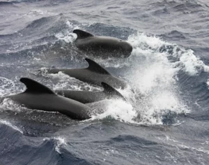 Long-finned pilot whales (MMO IWDG)