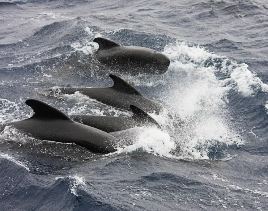 Why pilot whales strand: Clues hidden in their skin