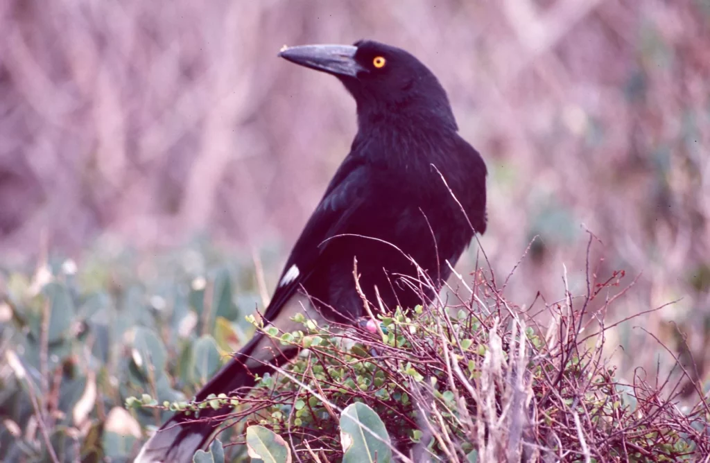Lord Howe Island currawong