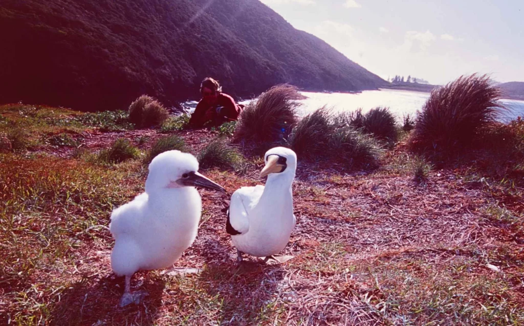 Masked boobies at Muttonbird Point