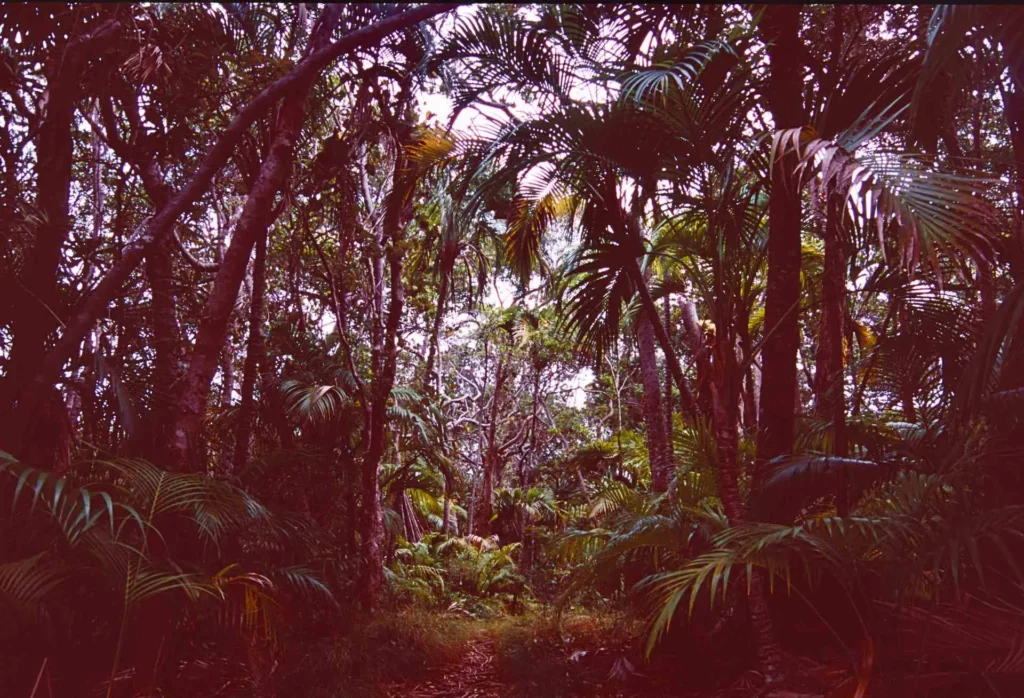 In the jungle of Mt Gower