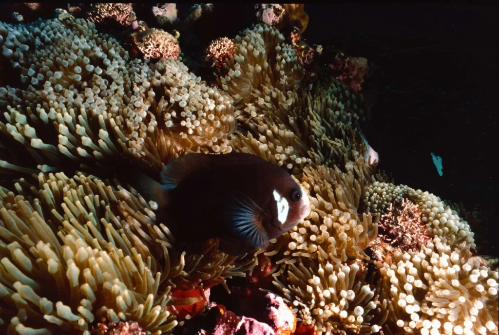 Endemic McCulloch’s cardinalfish at Comet’s Hole