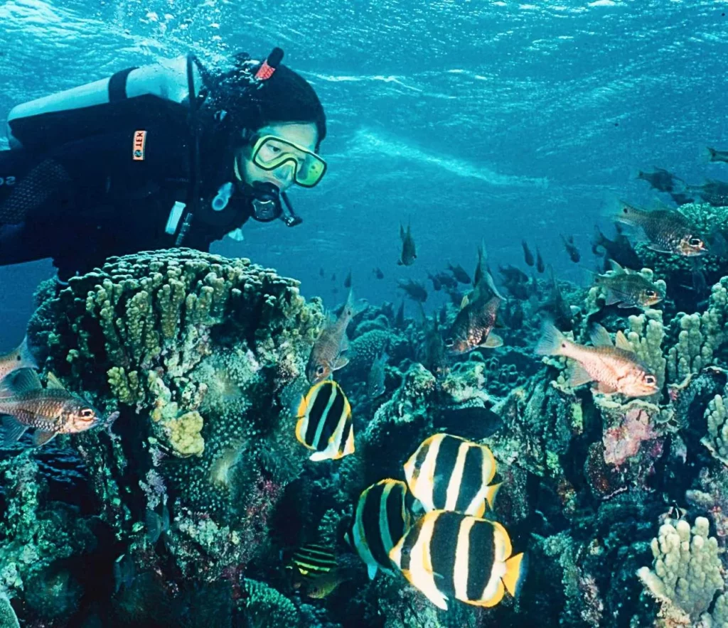 Three-stripe butterflyfish, Comet’s Hole