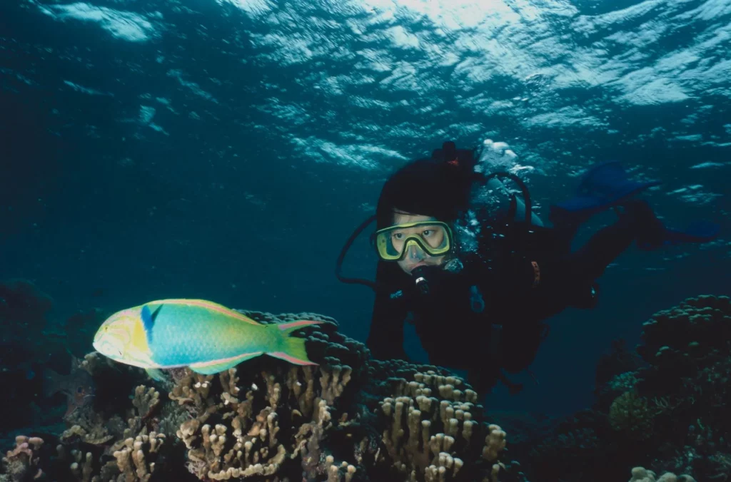 Sunset wrasse, Comet’s Hole