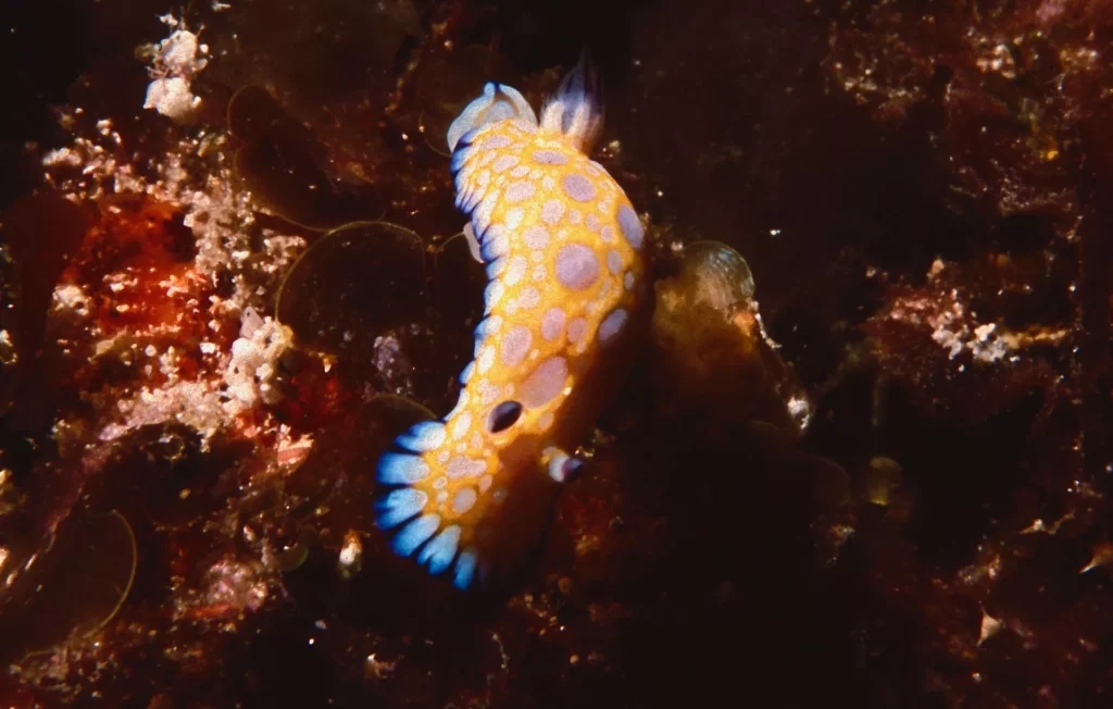 Robo’s chromodoris nudibranch, Malabar Hill