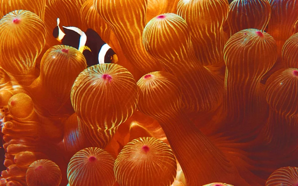White-stripe anemonefish at Old Gulch