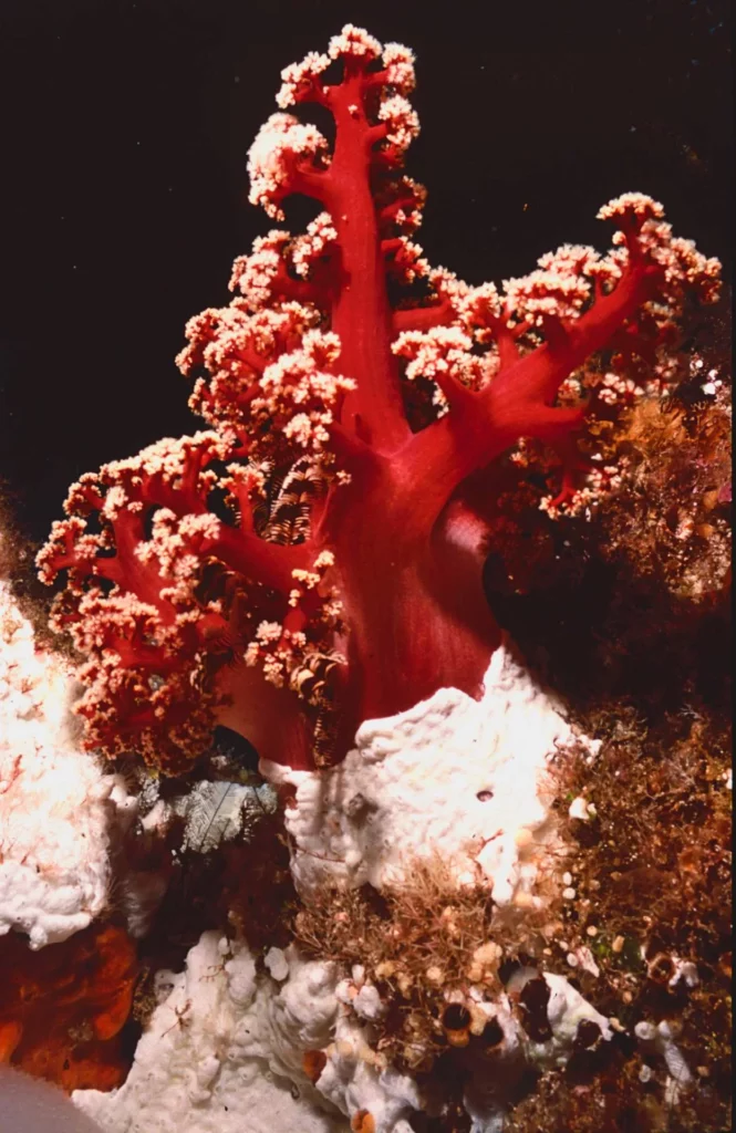 Dendronephtya soft coral, Noddy Island