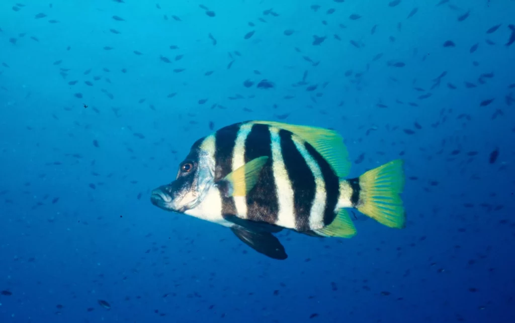 Japanese boarfish, Ruppert’s Reef