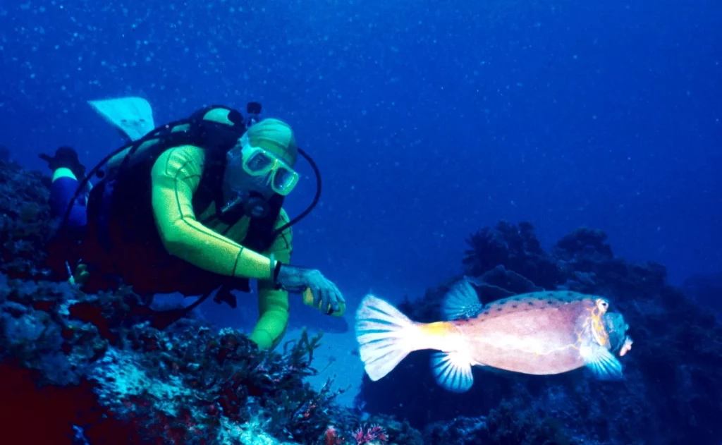 Yellow boxfish at Old Gulch
