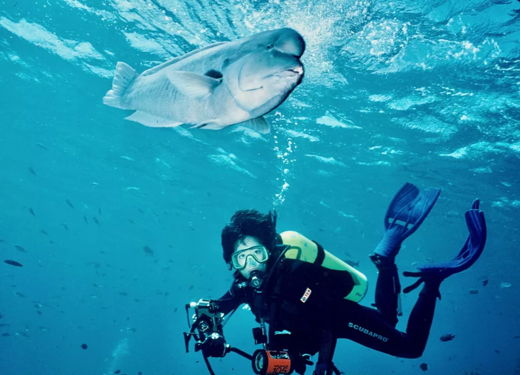 Endemic double-header wrasse at Erscott Hole