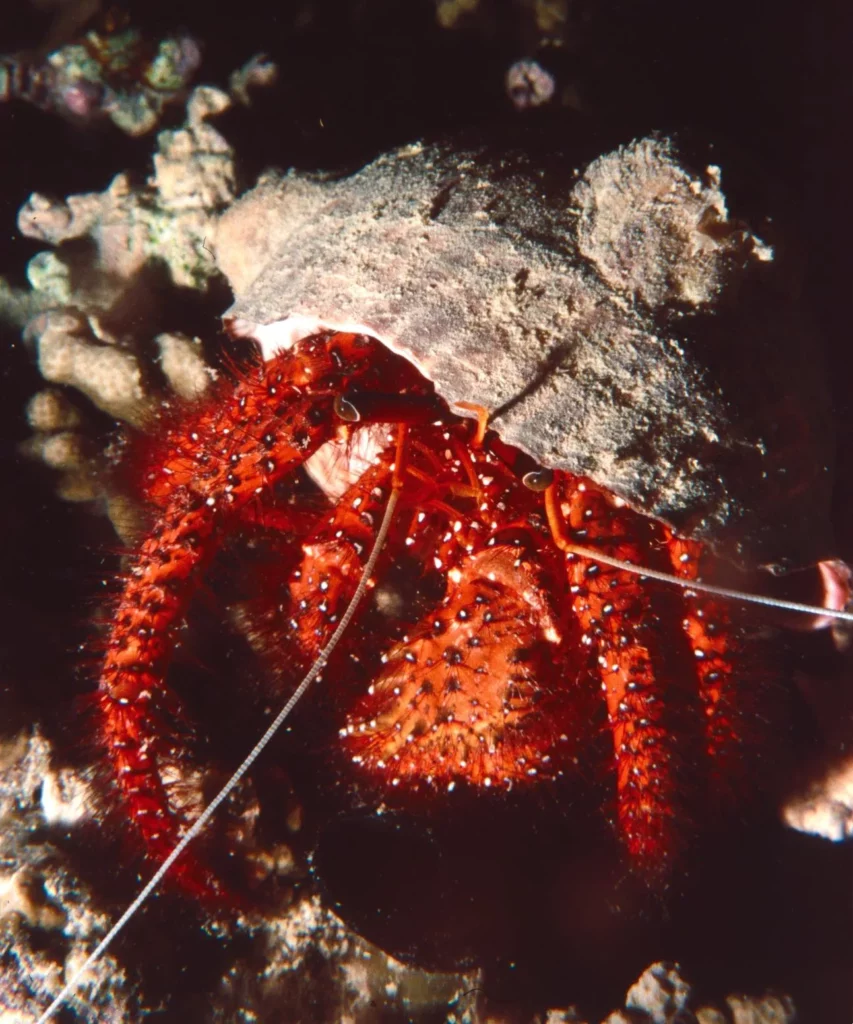 White-spotted hermit crab