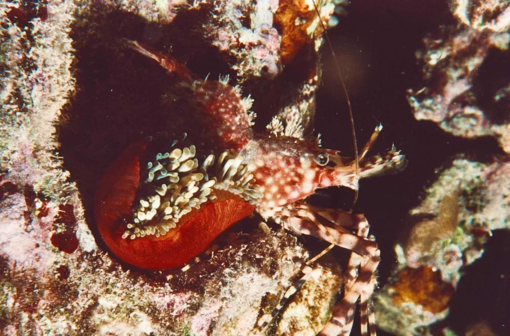 Saron shrimp at Comet’s Hole