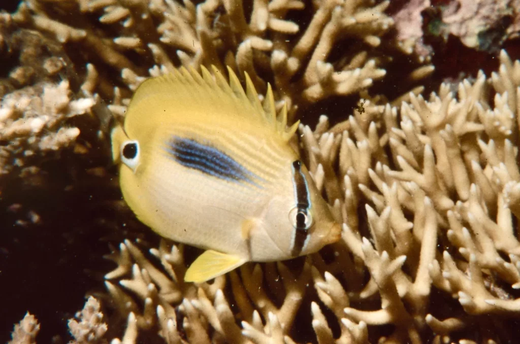 Blue dash butterflyfish at the Arch 