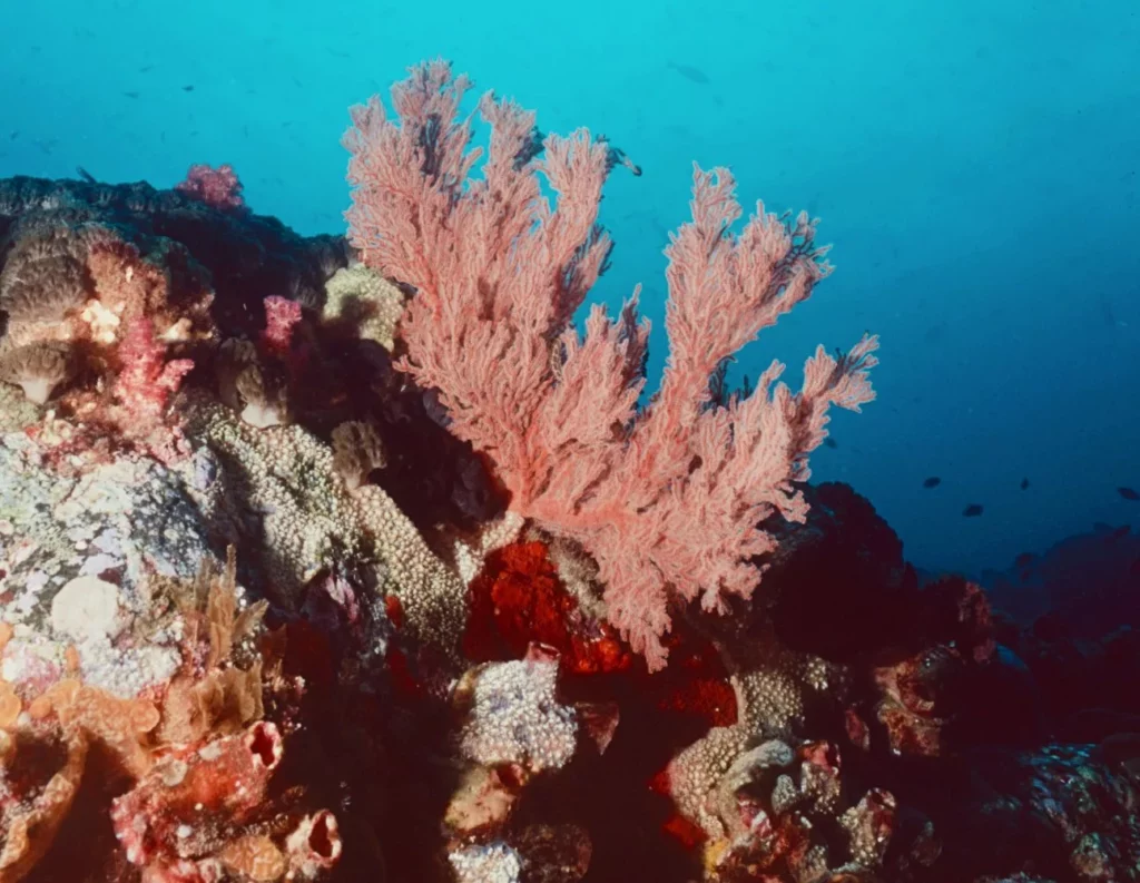 Gorgonian at Ruppert’s Reef