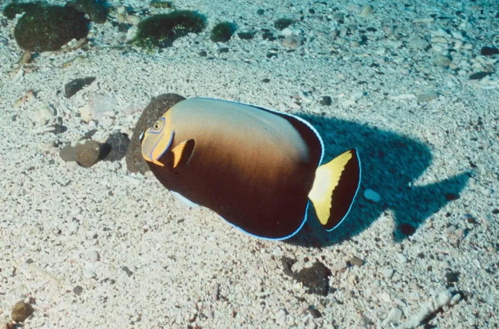 Endemic conspicuous angelfish at Ruppert’s Reef 