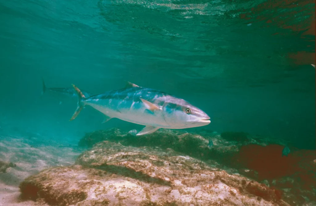 Yellowtail or kingfish, Ned’s Beach