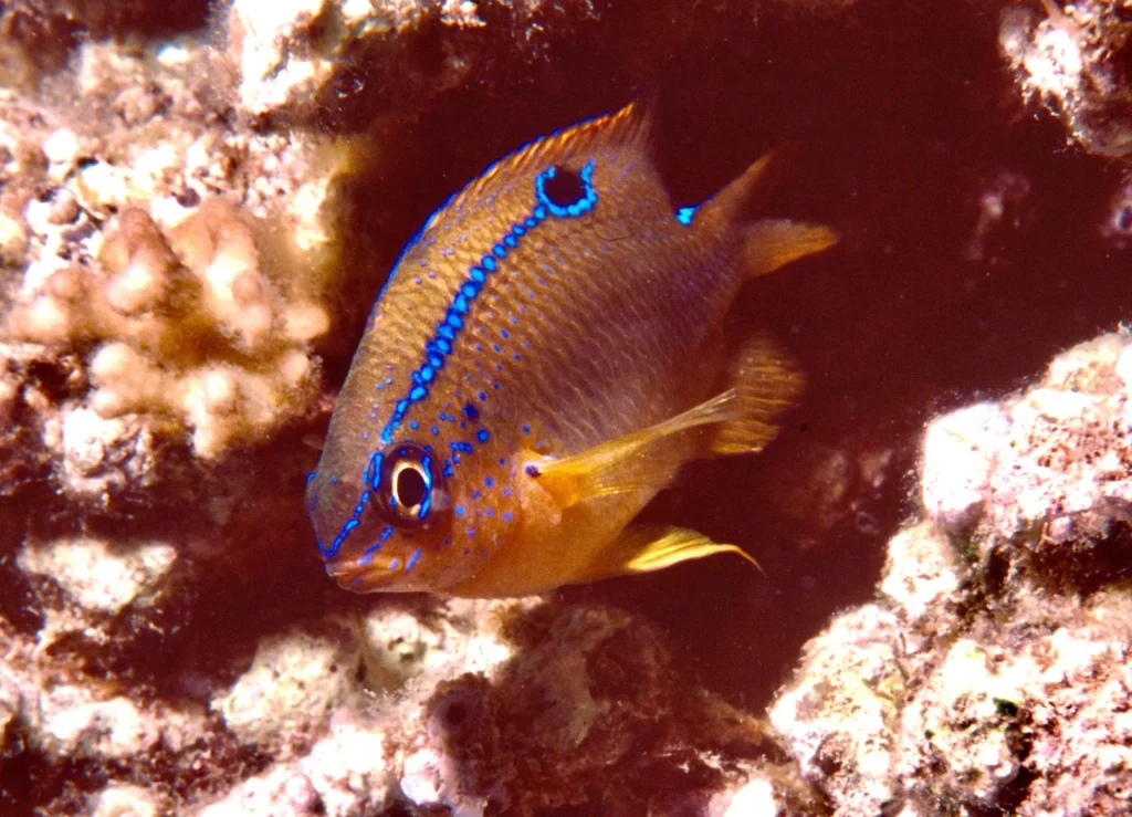 Multi-spine damselfish, Silph’s Hole