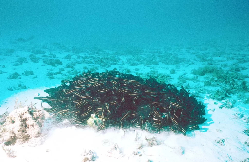 Striped catfish at Comet’s Hole