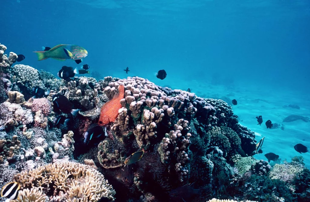 Toadstool grouper and sunset wrasse