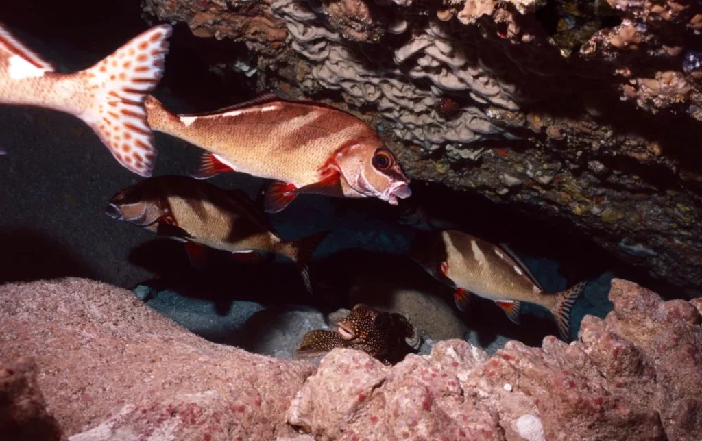Painted morwong at Ned’s Beach 