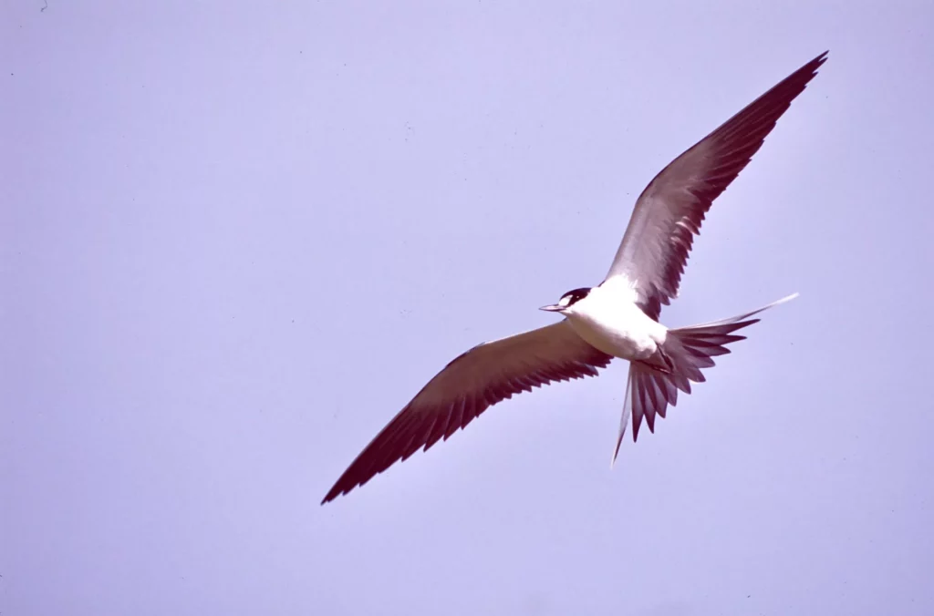 Sooty tern