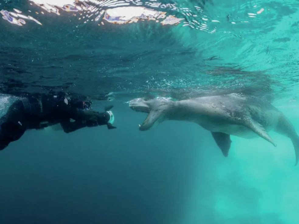 An apex predator leopard seal displaying its sharp teeth underwater near a diver.