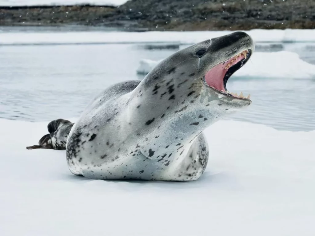 leopard-seal-underwater-teeth