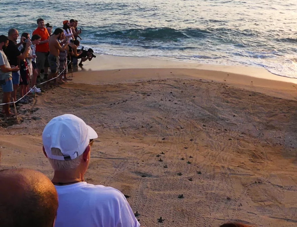 Turtles hatching Mansouri beach