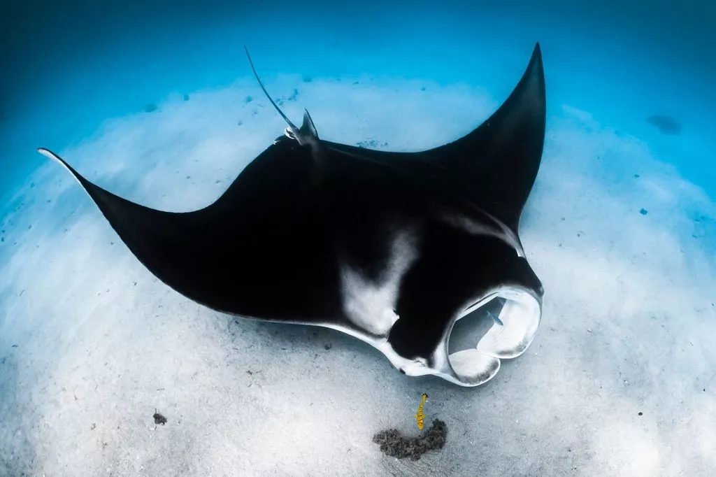 Ranking reefs: Who pledged what at Our Ocean Conference? 1 Manta ray (Emilie Ledwidge / Ocean Image Bank)