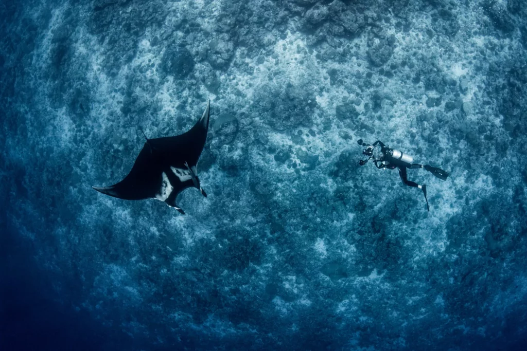 Oceanic manta and diver at Fuvahmulah (Simon Hilbourne)