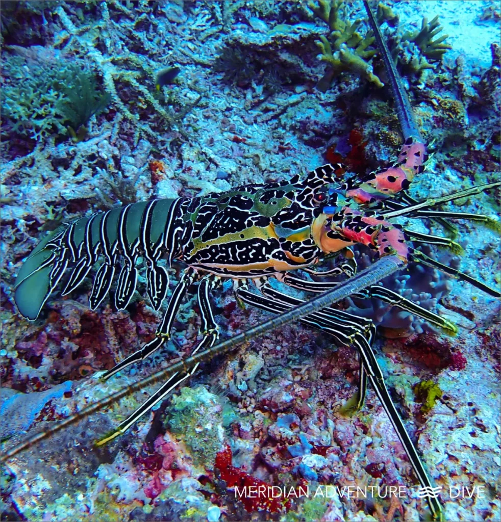 Painted Lobster 1
