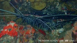Raja Ampat Creature Feature Painted Lobster