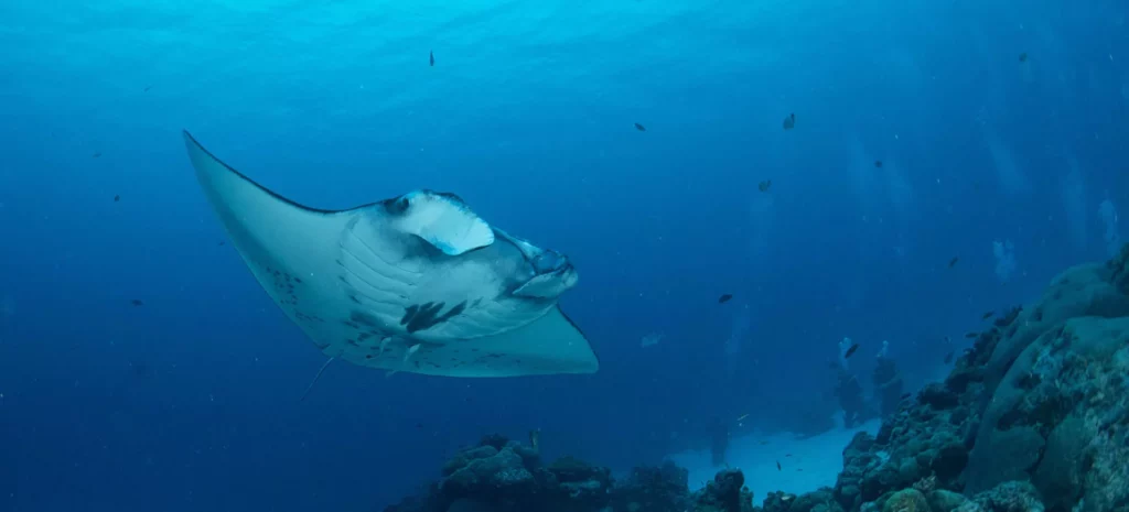 Palau Jayne Jenkins German Channel manta 8751 copy
