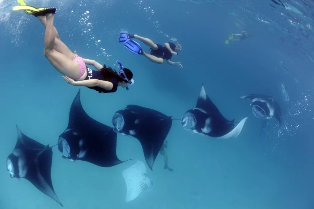 Reef manta in Hanifaru Bay (Guy Stevens / Manta Trust)